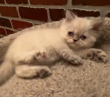 Chaton himalayen - Photo 3