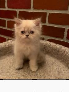 Chaton himalayen - Photo 4