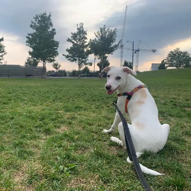 Dog Training Walks   Square One area | $30 for 45 Minutes