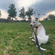 Dog Training Walks   Square One area | $30 for 45 Minutes