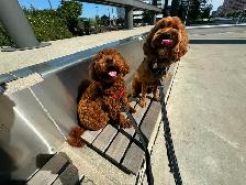 Dog Training Walks   Square One area | $30 for 45 Minutes - Photo 3