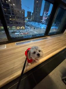 Dog Training Walks   Square One area | $30 for 45 Minutes - Photo 5