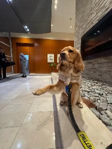 Dog Training Walks   Square One area | $30 for 45 Minutes - Photo 7