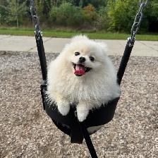 Dog Training Walks   Square One area | $30 for 45 Minutes - Photo 9