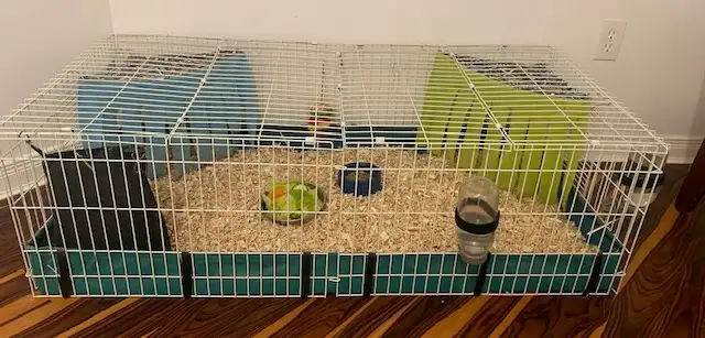 Guinea Pigs