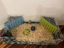 Guinea Pigs - Photo 2