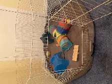 Guinea Pigs - Photo 4