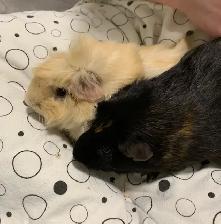 Guinea Pigs - Photo 5