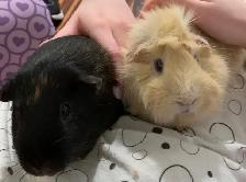 Guinea Pigs - Photo 6