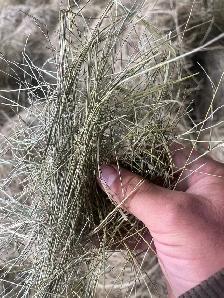 little hay bales for sale - Photo 5