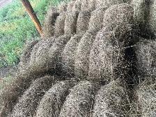 little hay bales for sale - Photo 6