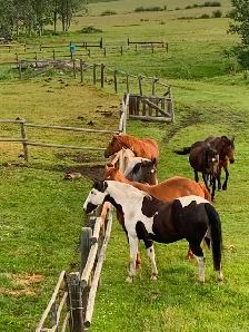 Horse Board In The Foothills - Photo 2