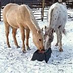 Horse Board In The Foothills - Photo 3