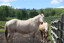 Horse Board In The Foothills - Photo 8