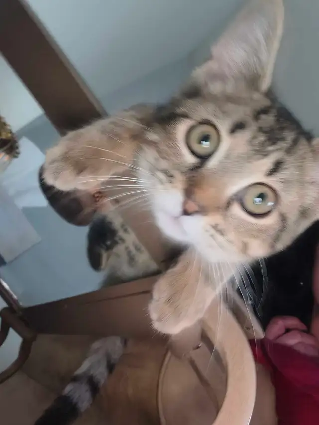 Bengal mix