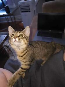 Bengal mix - Photo 2