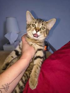 Bengal mix - Photo 3