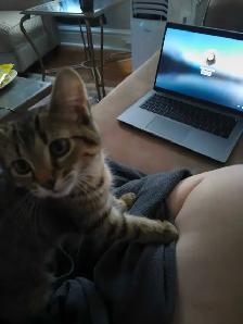 Bengal mix - Photo 4