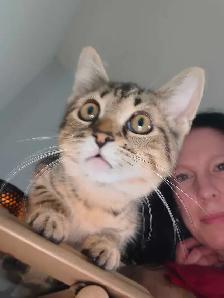 Bengal mix - Photo 6