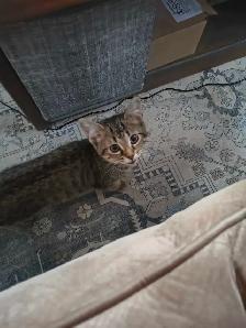 Bengal mix - Photo 7