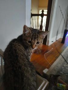 Bengal mix - Photo 8