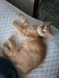 bébé chat a donner