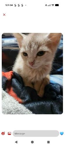 bébé chat a donner - Photo 2