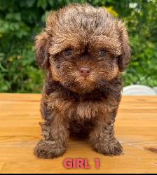 Toy/Mini Shihpoo puppies❤️❤️❤️❤️