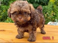 Toy/Mini Shihpoo puppies❤️❤️❤️❤️ - Photo 2