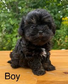 Toy/Mini Shihpoo puppies❤️❤️❤️❤️ - Photo 3