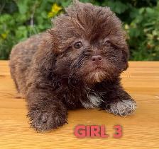 Toy/Mini Shihpoo puppies❤️❤️❤️❤️ - Photo 4