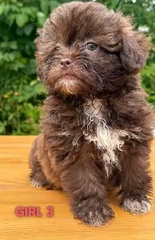 Toy/Mini Shihpoo puppies❤️❤️❤️❤️ - Photo 5