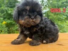 Toy/Mini Shihpoo puppies❤️❤️❤️❤️ - Photo 6