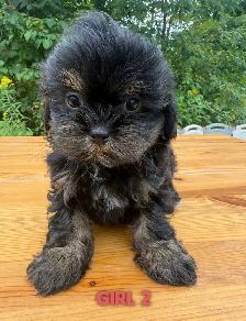 Toy/Mini Shihpoo puppies❤️❤️❤️❤️ - Photo 7
