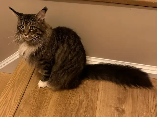 Maine Coon Cat