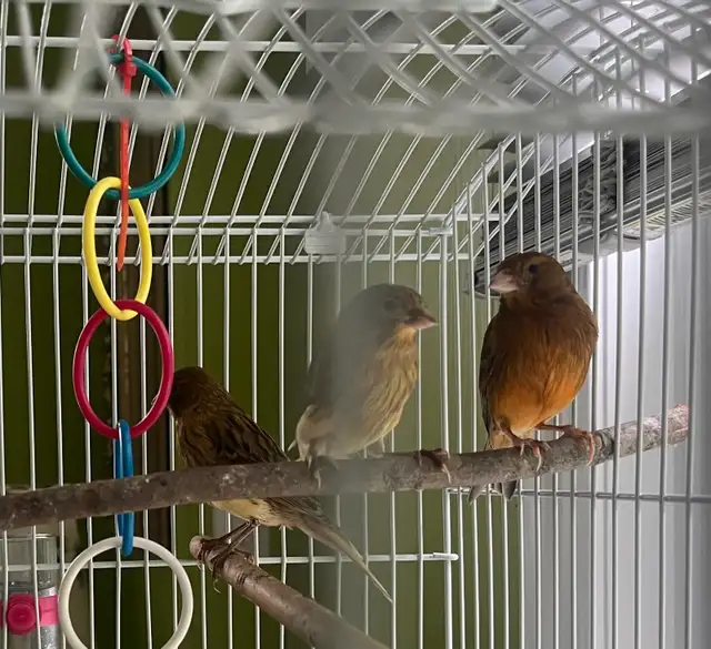 3 canaris