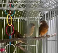 3 canaris