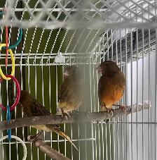 3 canaris - Photo 2