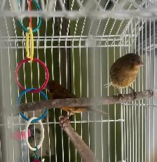 3 canaris - Photo 3