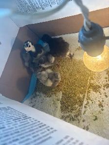 turkeys & silver baby chicks $5 and $10 on t
