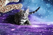 Bengal Kittens - Photo 3