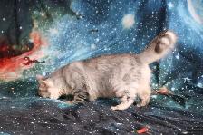 Bengal Kittens - Photo 5
