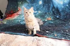 Bengal Kittens - Photo 6
