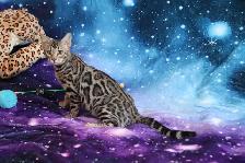 Bengal Kittens - Photo 8