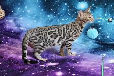 Bengal Kittens - Photo 9