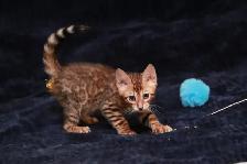 Bengal Kittens - Photo 10