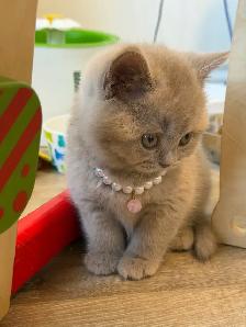 Purebreed British shorthair kittens for sale - Photo 2