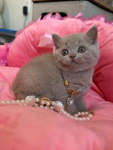Purebreed British shorthair kittens for sale - Photo 5