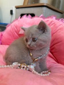 Purebreed British shorthair kittens for sale - Photo 7
