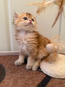 Purebreed British shorthair kittens for sale - Photo 8